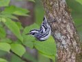 Black-and-white Warbler - Gatling Point Rec Area (36.5575,-87.9038), Stewart, Tennessee, 5/7/2025