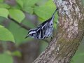 Black-and-white Warbler - Gatling Point Rec Area (36.5575,-87.9038), Stewart, Tennessee, 5/7/2025