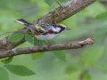 Chestnut-sided Warbler - Gatling Point Rec Area (36.5575,-87.9038), Stewart, Tennessee, 5/7/2025