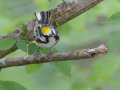 Chestnut-sided Warbler - Gatling Point Rec Area (36.5575,-87.9038), Stewart, Tennessee, 5/7/2025