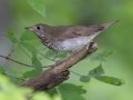 Gray-cheeked Thrush - Gatling Point Rec Area (36.5575,-87.9038), Stewart, Tennessee, 5/7/2025