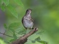 Gray-cheeked Thrush - Gatling Point Rec Area (36.5575,-87.9038), Stewart, Tennessee, 5/7/2025