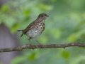 Gray-cheeked Thrush - Gatling Point Rec Area (36.5575,-87.9038), Stewart, Tennessee, 5/7/2025