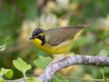 Kentucky Warbler - Gatling Point Rec Area (36.5575,-87.9038), Stewart, Tennessee, 5/7/2025