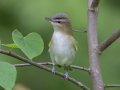 Red-eyed Vireo - Gatling Point Rec Area (36.5575,-87.9038), Stewart, Tennessee, 5/7/2025