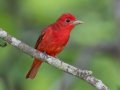 Summer Tanager - Gatling Point Rec Area (36.5575,-87.9038), Stewart, Tennessee, 5/7/2025