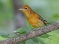 Summer Tanager - Gatling Point Rec Area (36.5575,-87.9038), Stewart, Tennessee, 5/7/2025