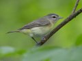 Philadelphia Vireo - Gatling Point Rec Area (36.5575,-87.9038), Stewart, Tennessee, 5/7/2025