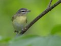 Philadelphia Vireo - Gatling Point Rec Area (36.5575,-87.9038), Stewart, Tennessee, 5/7/2025