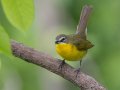 Yellow-breasted Chat - Gatling Point Rec Area (36.5575,-87.9038), Stewart, Tennessee, 5/7/2025