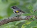 Yellow-rumped Warbler - Gatling Point Rec Area (36.5575,-87.9038), Stewart, Tennessee, 5/7/2025