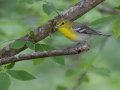 Yellow-throated Vireo - Gatling Point Rec Area (36.5575,-87.9038), Stewart, Tennessee, 5/7/2025