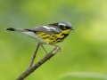 Magnolia Warbler - Barkley WMA, Stewart, Tennessee, 5/7/2025