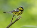 Magnolia Warbler - Barkley WMA, Stewart, Tennessee, 5/7/2025