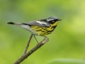 Magnolia Warbler - Barkley WMA, Stewart, Tennessee, 5/7/2025