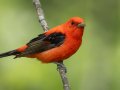 Scarlet Tanager - Gatling Point Rec Area (36.5575,-87.9038), Stewart, Tennessee, 5/7/2025
