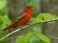 Summer Tanager - Barkley WMA, Stewart, Tennessee, 5/7/2025