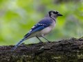 Blue Jay - Gatling Point Rec Area (36.5575,-87.9038), Stewart, Tennessee, 5/12/2025