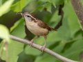 Carolina Wren - Gatling Point Rec Area (36.5575,-87.9038), Stewart, Tennessee, 5/12/2025