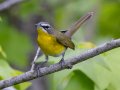 Yellow-breasted Chat - Gatling Point Rec Area (36.5575,-87.9038), Stewart, Tennessee, 5/12/2025
