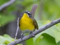 Yellow-breasted Chat - Gatling Point Rec Area (36.5575,-87.9038), Stewart, Tennessee, 5/12/2025