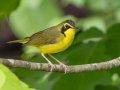 Kentucky Warbler - Gatling Point Rec Area (36.5575,-87.9038), Stewart, Tennessee, 5/12/2025