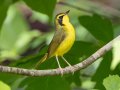 Kentucky Warbler - Gatling Point Rec Area (36.5575,-87.9038), Stewart, Tennessee, 5/12/2025
