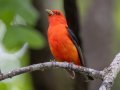 Scarlet Tanager - Gatling Point Rec Area (36.5575,-87.9038), Stewart, Tennessee, 5/12/2025
