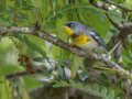 Northern Parula - Gatling Point Rec Area (36.5575,-87.9038), Stewart, Tennessee, 5/12/2025