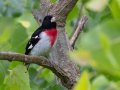 Rose-breasted Grosbeak - Gatling Point Rec Area (36.5575,-87.9038), Stewart, Tennessee, 5/9/2025