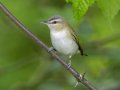 Red-eyed Vireo - Gatling Point Rec Area (36.5575,-87.9038), Stewart, Tennessee, 5/9/2025