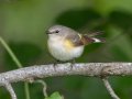 American Redstart - Gatling Point Rec Area (36.5575,-87.9038), Stewart, Tennessee, 5/9/2025