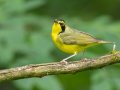Kentucky Warbler - Gatling Point Rec Area (36.5575,-87.9038), Stewart, Tennessee, 5/9/2025