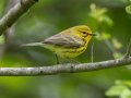 Prairie Warbler - Gatling Point Rec Area (36.5575,-87.9038), Stewart, Tennessee, 5/9/2025