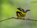 Magnolia Warbler - Gatling Point Rec Area (36.5575,-87.9038), Stewart, Tennessee, 5/9/2025