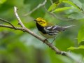 Black-throated Green Warbler - Gatling Point Rec Area (36.5575,-87.9038), Stewart, Tennessee, 5/9/2025