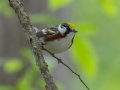 Chestnut-sided Warbler - Gatling Point Rec Area (36.5575,-87.9038), Stewart, Tennessee, 5/9/2025