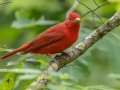 Summer Tanager- Gatling Point Rec Area (36.5575,-87.9038), Stewart, Tennessee, 5/9/2025