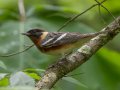 Bay-breasted Warbler- Gatling Point Rec Area (36.5575,-87.9038), Stewart, Tennessee, 5/9/2025