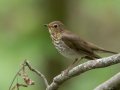 Swainson's Thrush- Gatling Point Rec Area (36.5575,-87.9038), Stewart, Tennessee, 5/9/2025