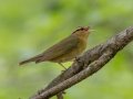 Worm-eating Warbler- Gatling Point Rec Area (36.5575,-87.9038), Stewart, Tennessee, 5/9/2025