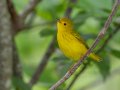 Yellow Warbler- Gatling Point Rec Area (36.5575,-87.9038), Stewart, Tennessee, 5/9/2025