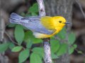 Prothonotary Warbler- Gatling Point Rec Area (36.5575,-87.9038), Stewart, Tennessee, 5/9/2025