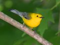 Prothonotary Warbler- Gatling Point Rec Area (36.5575,-87.9038), Stewart, Tennessee, 5/9/2025