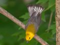 Prothonotary Warbler- Gatling Point Rec Area (36.5575,-87.9038), Stewart, Tennessee, 5/9/2025
