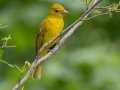 Summer Tanager- Gatling Point Rec Area (36.5575,-87.9038), Stewart, Tennessee, 5/9/2025