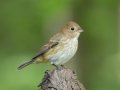 Indigo Bunting- Gatling Point Rec Area (36.5575,-87.9038), Stewart, Tennessee, 5/9/2025