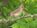 Northern Cardinal- Gatling Point Rec Area (36.5575,-87.9038), Stewart, Tennessee, 5/9/2025