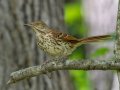 Brown Thrasher- Gatling Point Rec Area (36.5575,-87.9038), Stewart, Tennessee, 5/9/2025