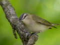 Red-eyed Vireo - Gatling Point Rec Area (36.5575,-87.9038), Stewart, Tennessee, 5/9/2025
